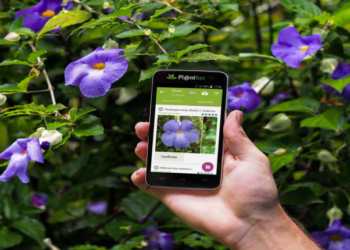 Quelle appli gratuite pour reconnaître les plantes ?
