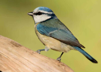 Quelle application gratuite pour reconnaître les oiseaux ?