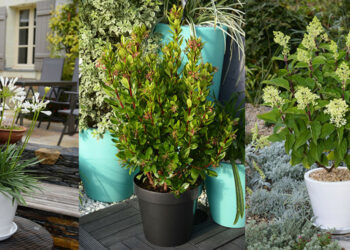 Quelle arbuste mettre en pot sur une terrasse ?