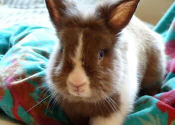 Quelle brosse pour lapin tête de lion ?