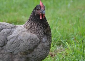 Quelle couleur avec du pied-de-poule ?