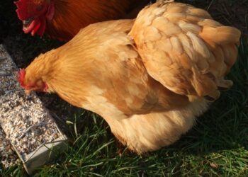 Quelle couleur avec pied-de-poule ?