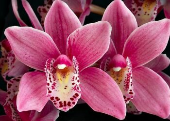 Quelle couleur d'orchidée offrir ?