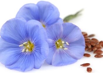 Quelle couleur est la fleur de lin ?