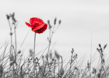Quelle couleur fond noir et blanc ?