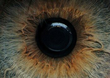 Quelle couleur sont les yeux pers ?