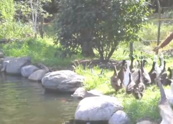 Quelle couleur voient les canards ?