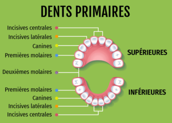 Quelle dents tombent ?