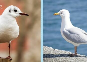 Quelle différence de taille entre un goéland et une mouette ?