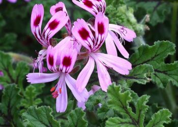 Quelle différence entre géranium rosat et géranium bourbon ?