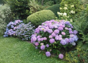 Quelle différence entre hortensia et Hydrangea ?