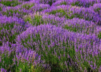 Quelle différence entre lavande fine et lavande vraie ?