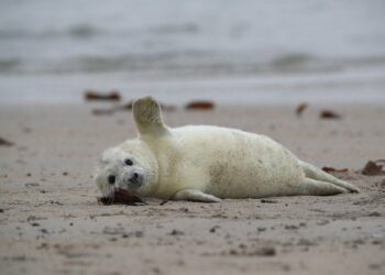 Quelle différence entre phoque et Morse ?