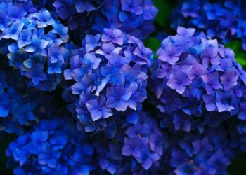 Quelle différence entre un hortensia et un Hydrangea ?