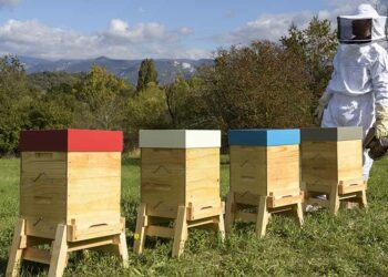 Quelle distance entre ruche et habitation ?