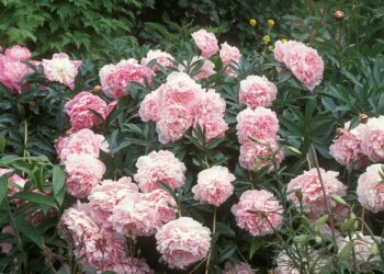 Quelle est l epoque des pivoines ?