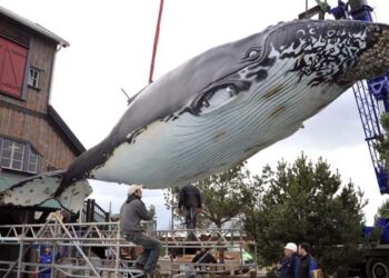Quelle est la baleine la plus dangereuse ?