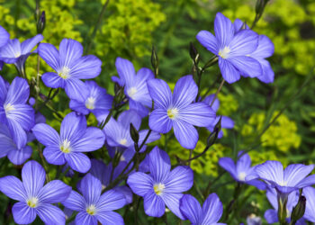 Quelle est la couleur de la fleur du lin ?
