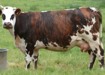Quelle est la couleur de la vache normande ?