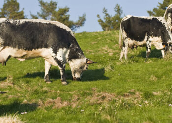 Quelle est la couleur des vaches vosgiennes ?