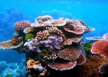 Quelle est la couleur du corail ?