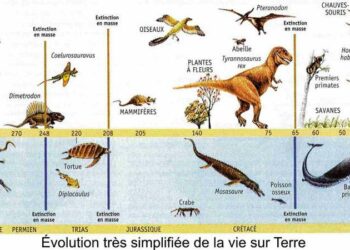Quelle est la date de disparition des ammonites ?