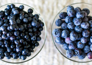 Quelle est la différence entre bleuet et myrtille ?