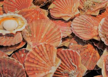 Quelle est la différence entre la coquille Saint-jacques et la noix de Saint-jacques ?