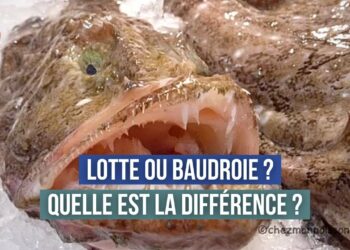 Quelle est la différence entre la lotte et la baudroie ?