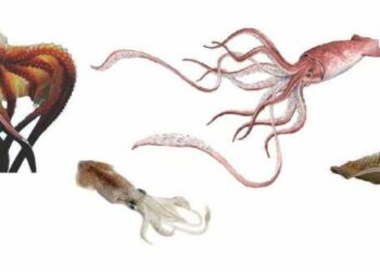 Quelle est la différence entre la pieuvre et le poulpe ?