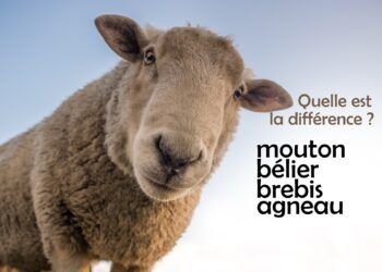 Quelle est la différence entre le bar et le loup ?