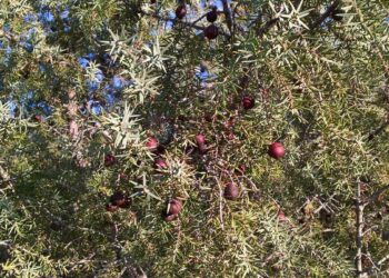 Quelle est la différence entre le genévrier et le cade ?