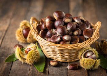 Quelle est la différence entre marron et brun ?