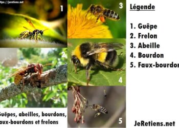 Quelle est la différence entre un bourdon et un faux bourdon ?
