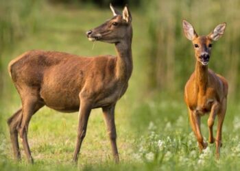 Quelle est la différence entre un chevreuil et un faon ?