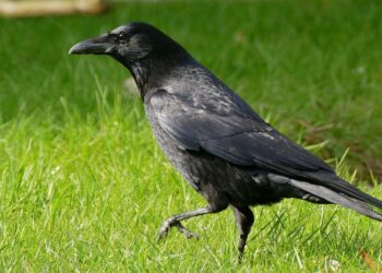 Quelle est la différence entre un corbeau et une corneille ?