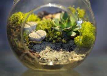 Quelle est la différence entre un vivarium et un terrarium ?