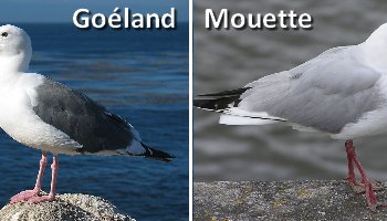 Quelle est la différence entre une mouette et un gabian ?