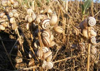 Quelle est la durée de vie d'un escargot de Bourgogne ?