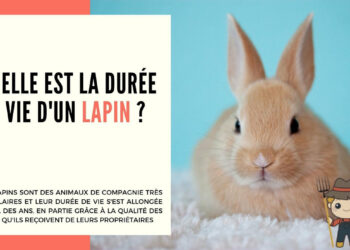 Quelle est la durée de vie d'un noyer ?