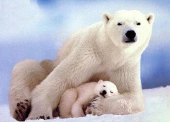 Quelle est la durée de vie d'un ours polaire ?