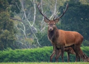 Quelle est la famille du cerf ?
