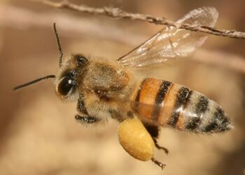 Quelle est la femelle de l'abeille ?