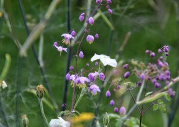 Quelle est la fleur qui fleurit le plus longtemps ?