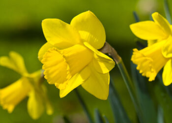 Quelle est la fleur symbole du printemps ?