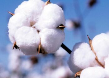 Quelle est la matière du coton ?