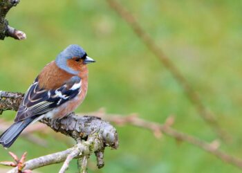 Quelle est la meilleure application pour reconnaître les oiseaux ?