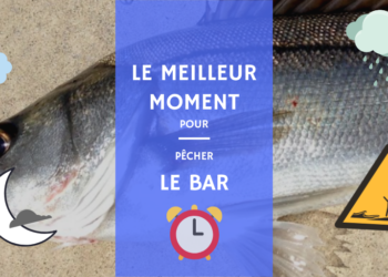 Quelle est la meilleure heure pour pêcher le bar ?