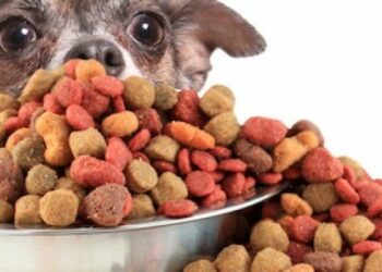 Quelle est la meilleure marque de pâte pour chien ?