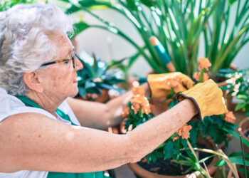 Quelle est la meilleure plante pour la santé ?
